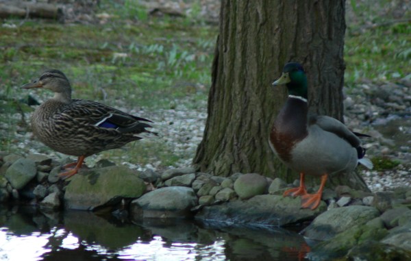 A pair of ducks