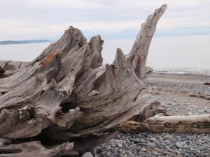 Driftwood