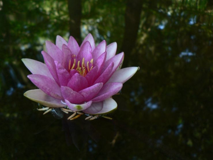 water lily