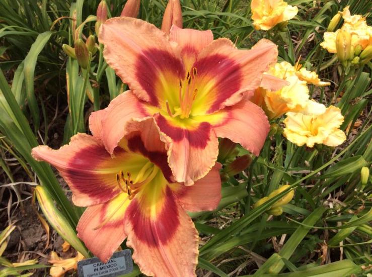 Bright orange lilies