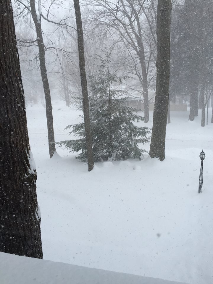 Norfolk pine in a snowstorm