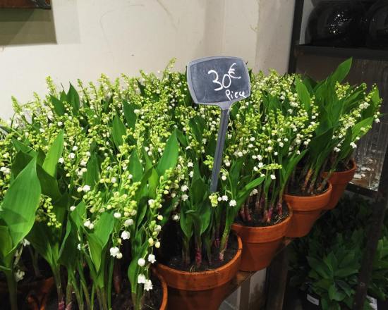 Pots of lily of the valley