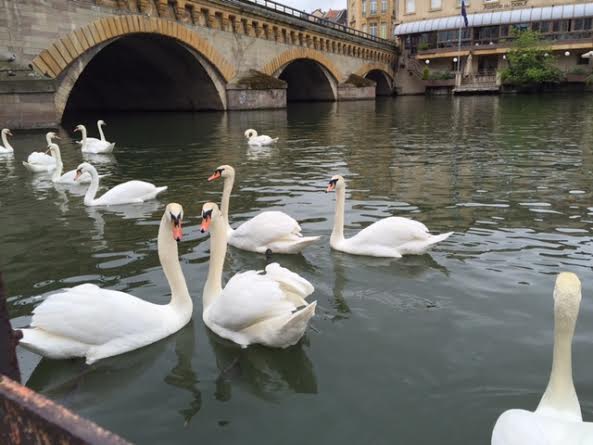 Moselle River, swans