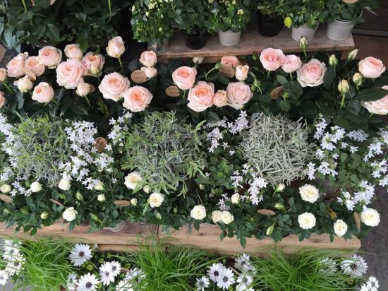 Pink and white roses