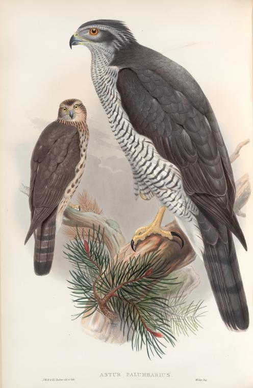 Two goshawks