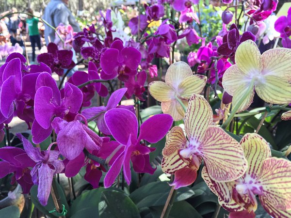 Orchids