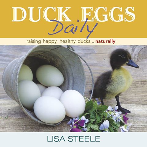 duck eggs daily