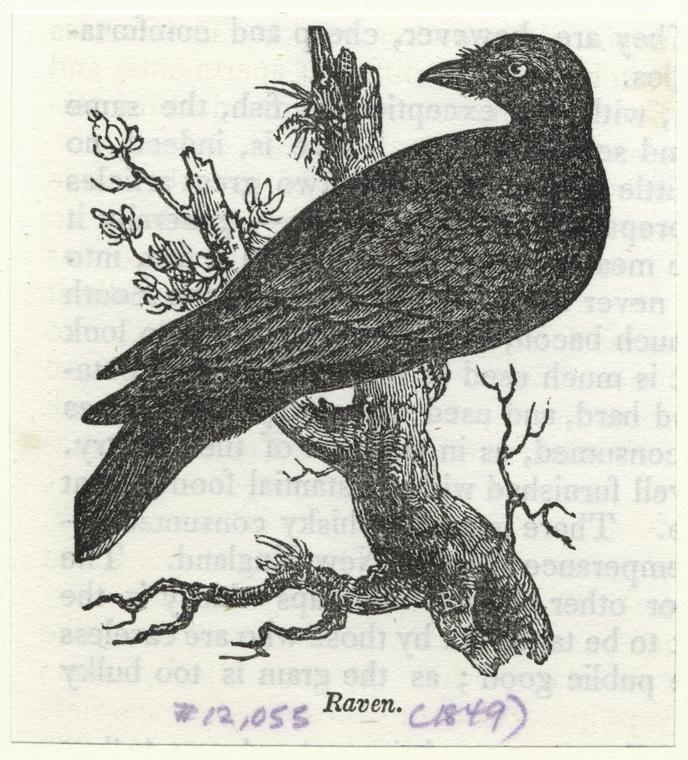 nypl.digitalcollections.510d47e1-2a08-a3d9-e040-e00a18064a99.001.w