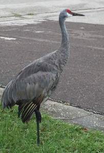 SandhillCrane