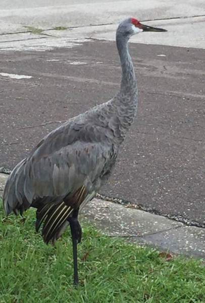 SandhillCrane
