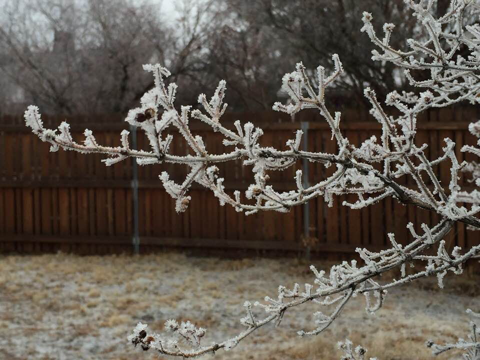 FrostyTree
