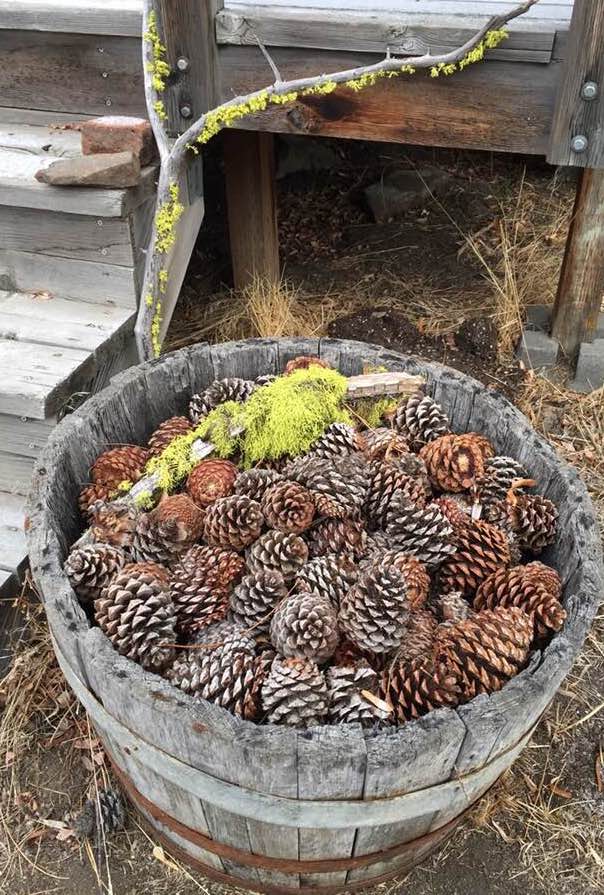 Pinecones