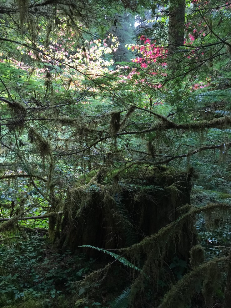 45242B98-16B3-41AD-AFB1-EDEA83A1915E