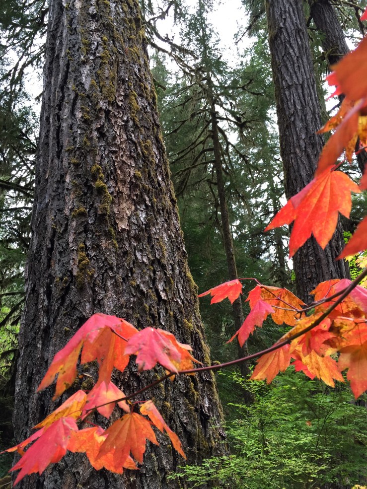 9B84C0F9-1BD2-4F32-86F0-474882F5D1DE